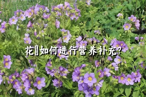 花荵如何进行营养补充？