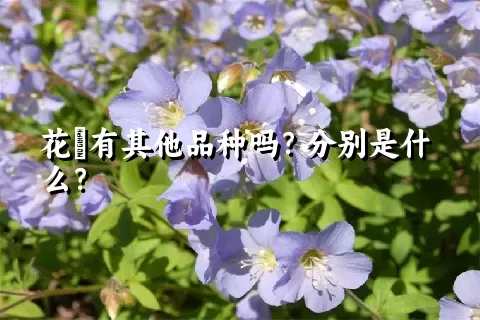 花荵有其他品种吗？分别是什么？