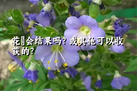 花荵会结果吗？或其他可以收获的？