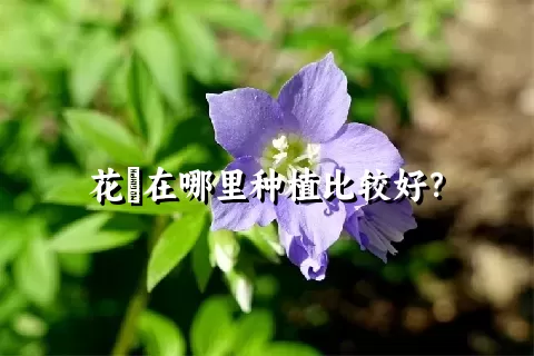 花荵在哪里种植比较好？