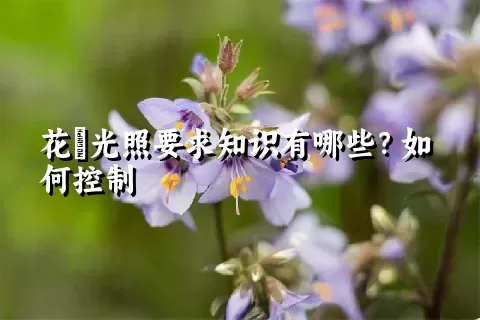 花荵光照要求知识有哪些？如何控制