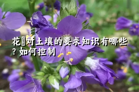 花荵对土壤的要求知识有哪些？如何控制