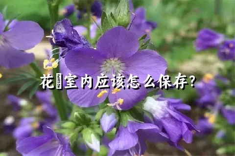 花荵室内应该怎么保存？