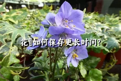 花荵如何保存更长时间？