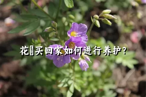 花荵买回家如何进行养护？