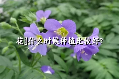 花荵什么时候种植比较好？