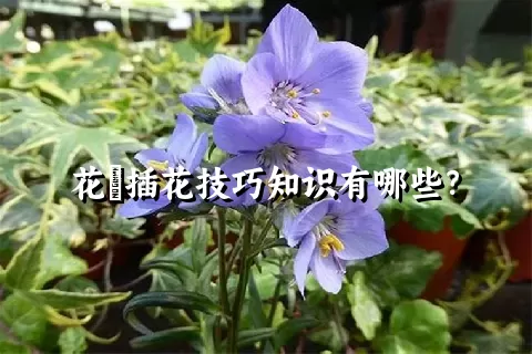 花荵插花技巧知识有哪些？