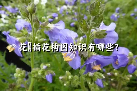 花荵插花构图知识有哪些？