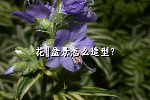 花荵盆景怎么造型？