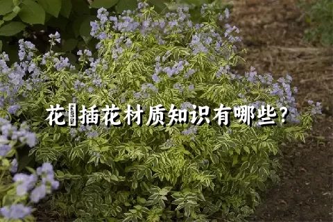 花荵插花材质知识有哪些？