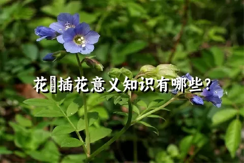 花荵插花意义知识有哪些？