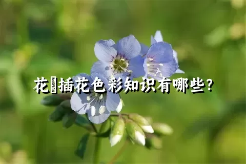 花荵插花色彩知识有哪些？