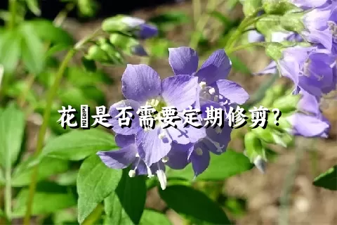 花荵是否需要定期修剪？