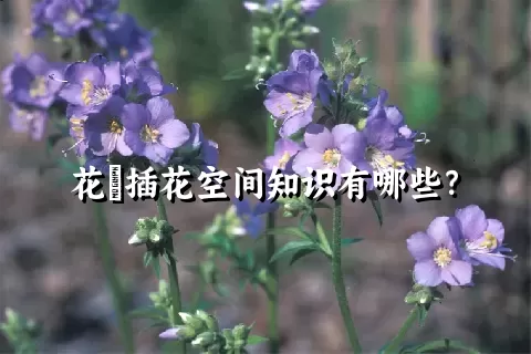 花荵插花空间知识有哪些？