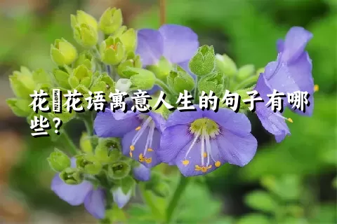 花荵花语寓意人生的句子有哪些？