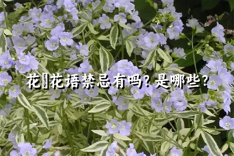 花荵花语禁忌有吗？是哪些？