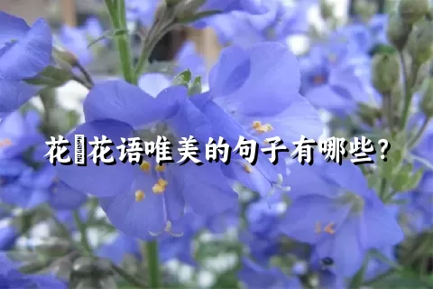 花荵花语唯美的句子有哪些？