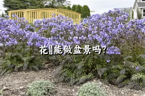 花荵能做盆景吗？