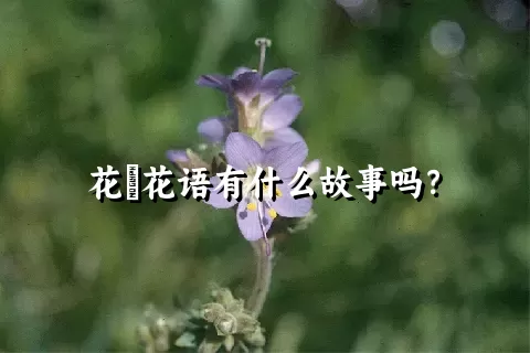 花荵花语有什么故事吗？