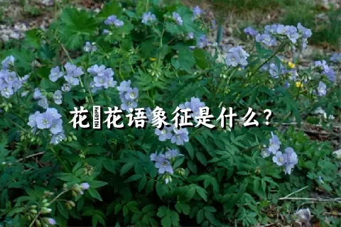 花荵花语象征是什么？