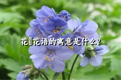 花荵花语的寓意是什么？