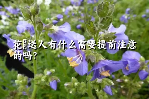 花荵送人有什么需要提前注意的吗？