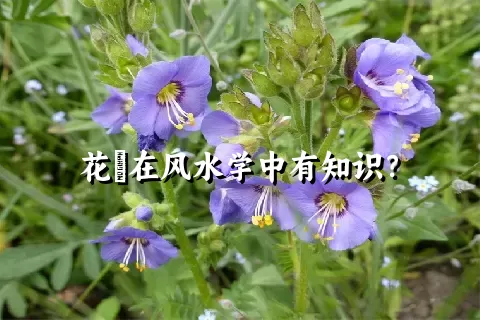 花荵在风水学中有知识？