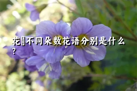 花荵不同朵数花语分别是什么？