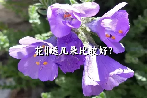 花荵送几朵比较好？