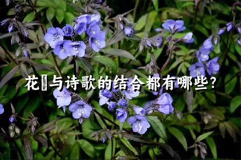 花荵与诗歌的结合都有哪些？