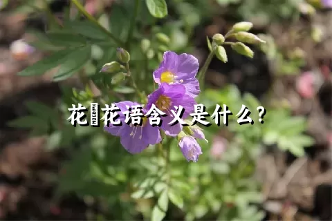 花荵花语含义是什么？