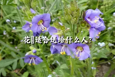 花荵适合送给什么人？