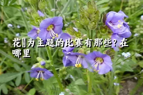 花荵为主题的比赛有那些？在哪里