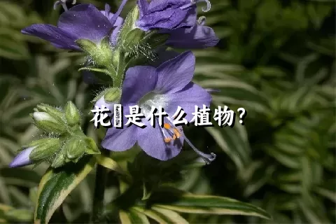 花荵是什么植物？