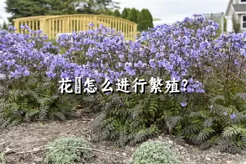 花荵怎么进行繁殖？