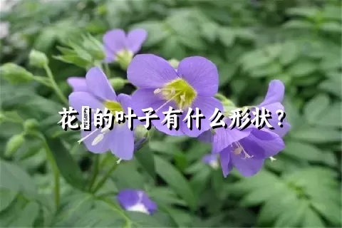 花荵的叶子有什么形状？