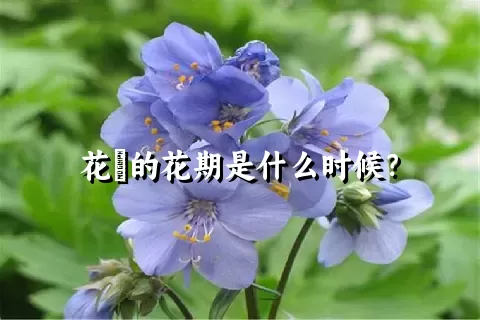 花荵的花期是什么时候？