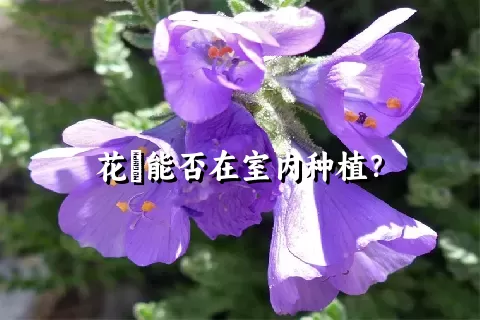 花荵能否在室内种植？