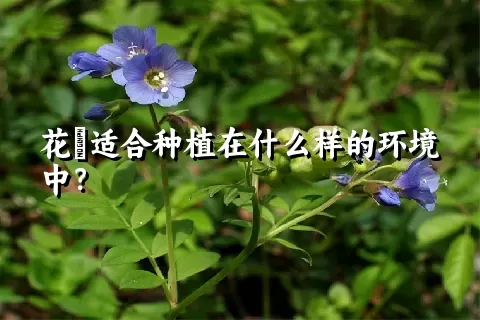 花荵适合种植在什么样的环境中？