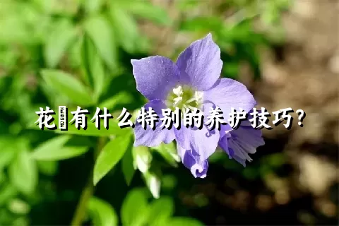 花荵有什么特别的养护技巧？