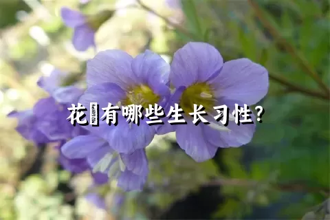 花荵有哪些生长习性？