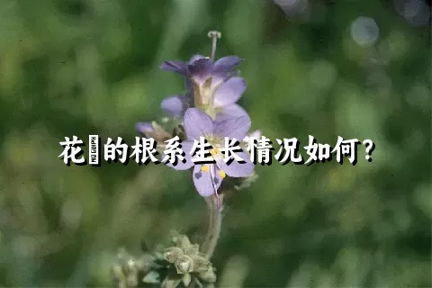 花荵的根系生长情况如何？