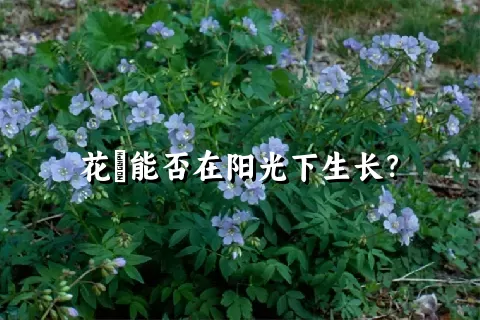 花荵能否在阳光下生长？