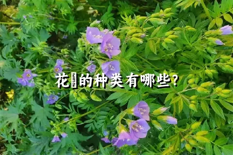 花荵的种类有哪些？