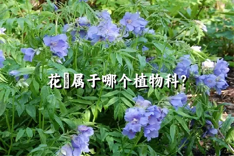 花荵属于哪个植物科？