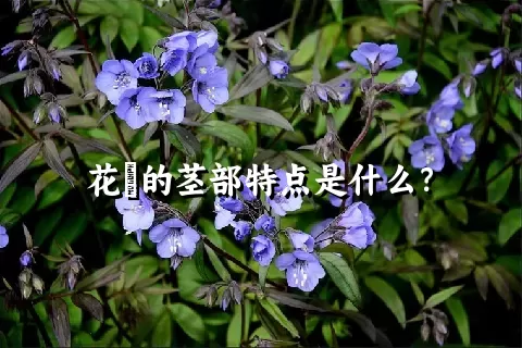 花荵的茎部特点是什么？