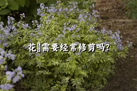 花荵需要经常修剪吗？