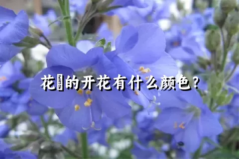 花荵的开花有什么颜色？