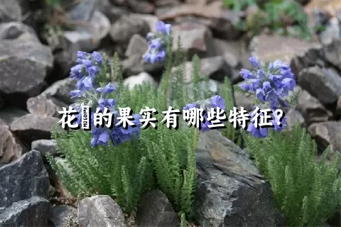 花荵的果实有哪些特征？