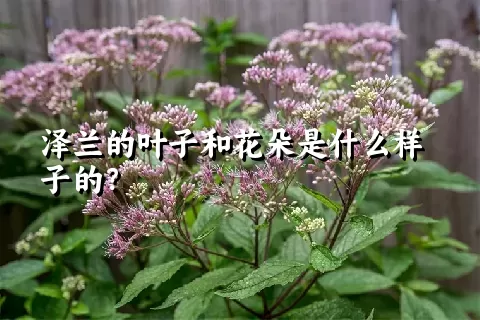 泽兰的叶子和花朵是什么样子的？